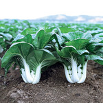 Pak Choi - Bopak
