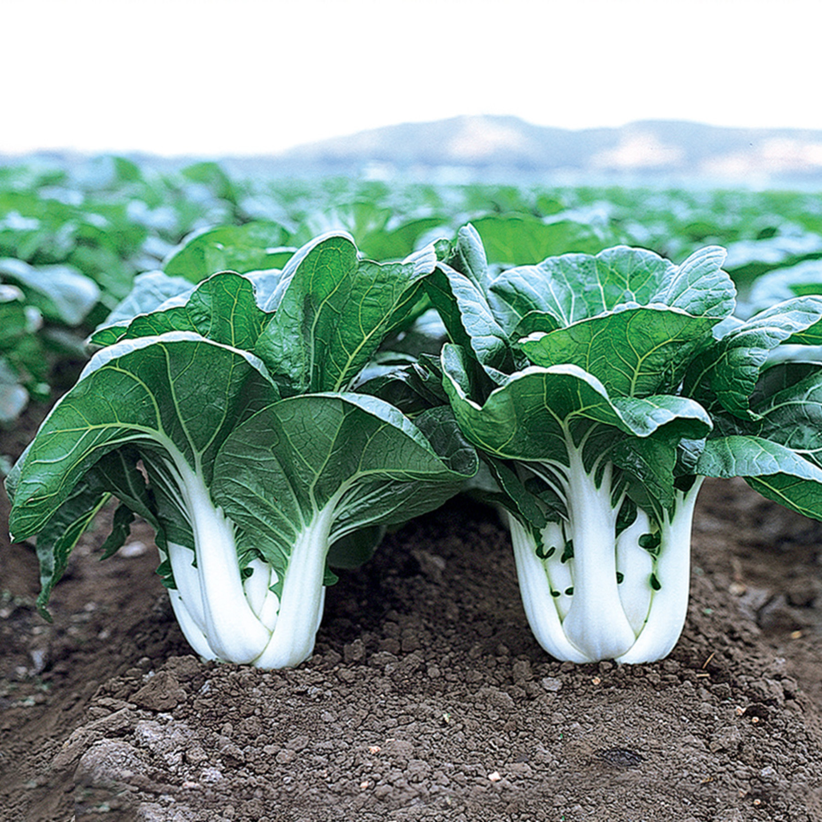 Pak Choi - Bopak