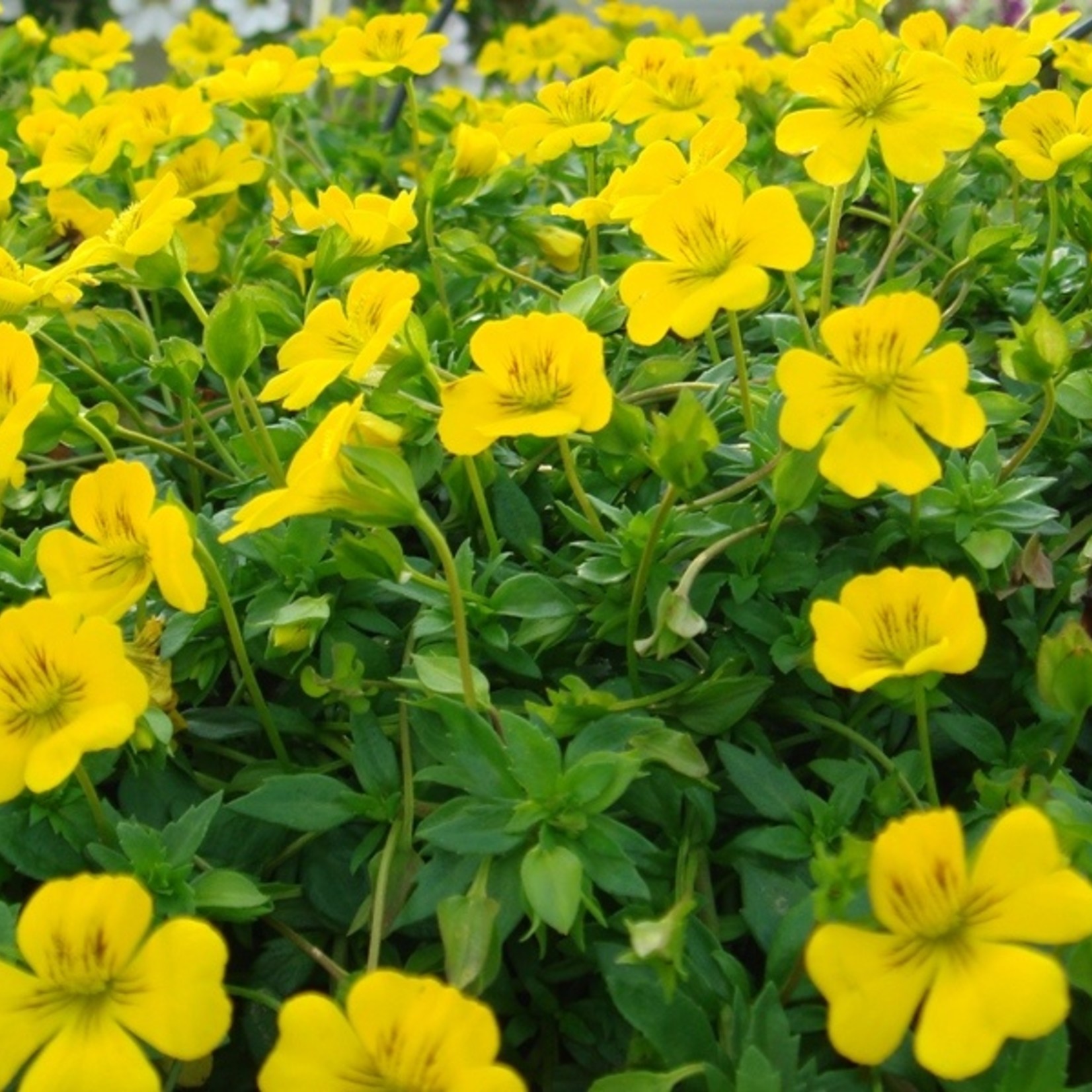 Mecardonia - Gold Dust