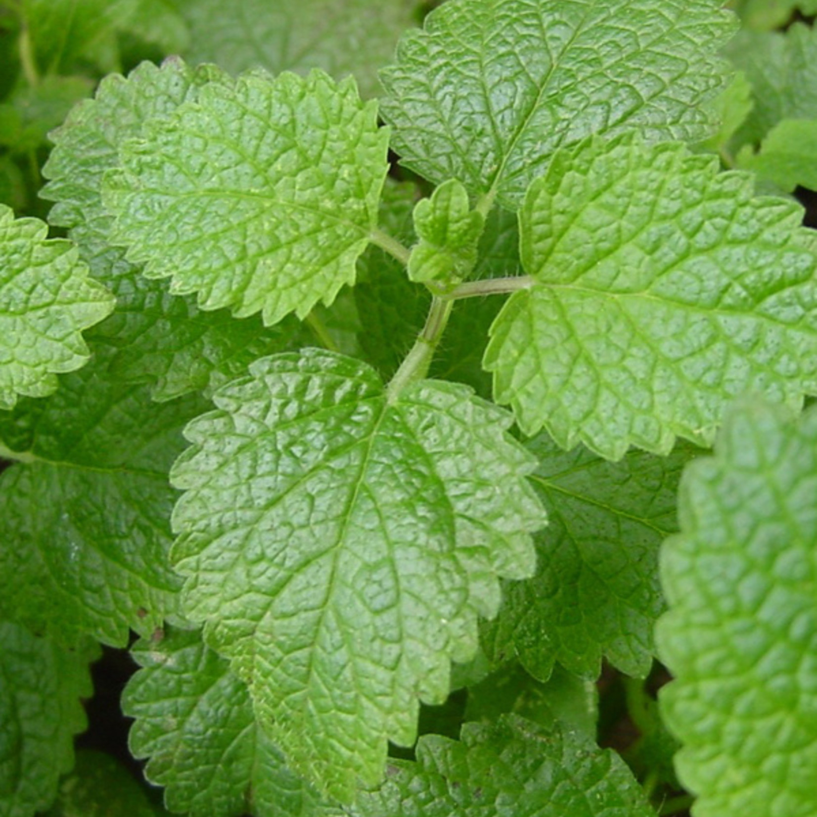 Lemon Balm