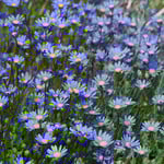 Felicia Daisy- Felicity Blue