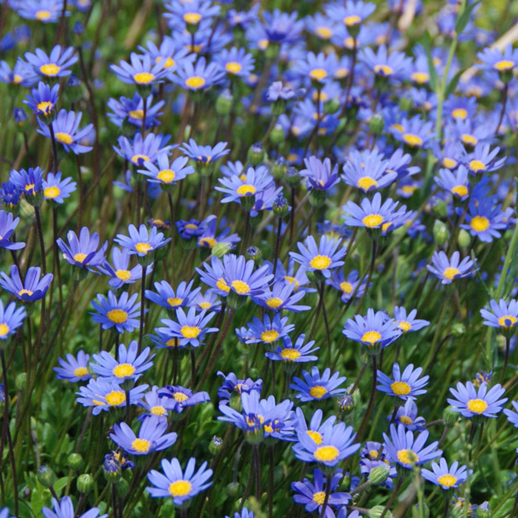 Felicia Daisy- Felicity Blue