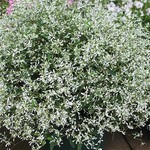 Euphorbia- 6” Diamond Frost