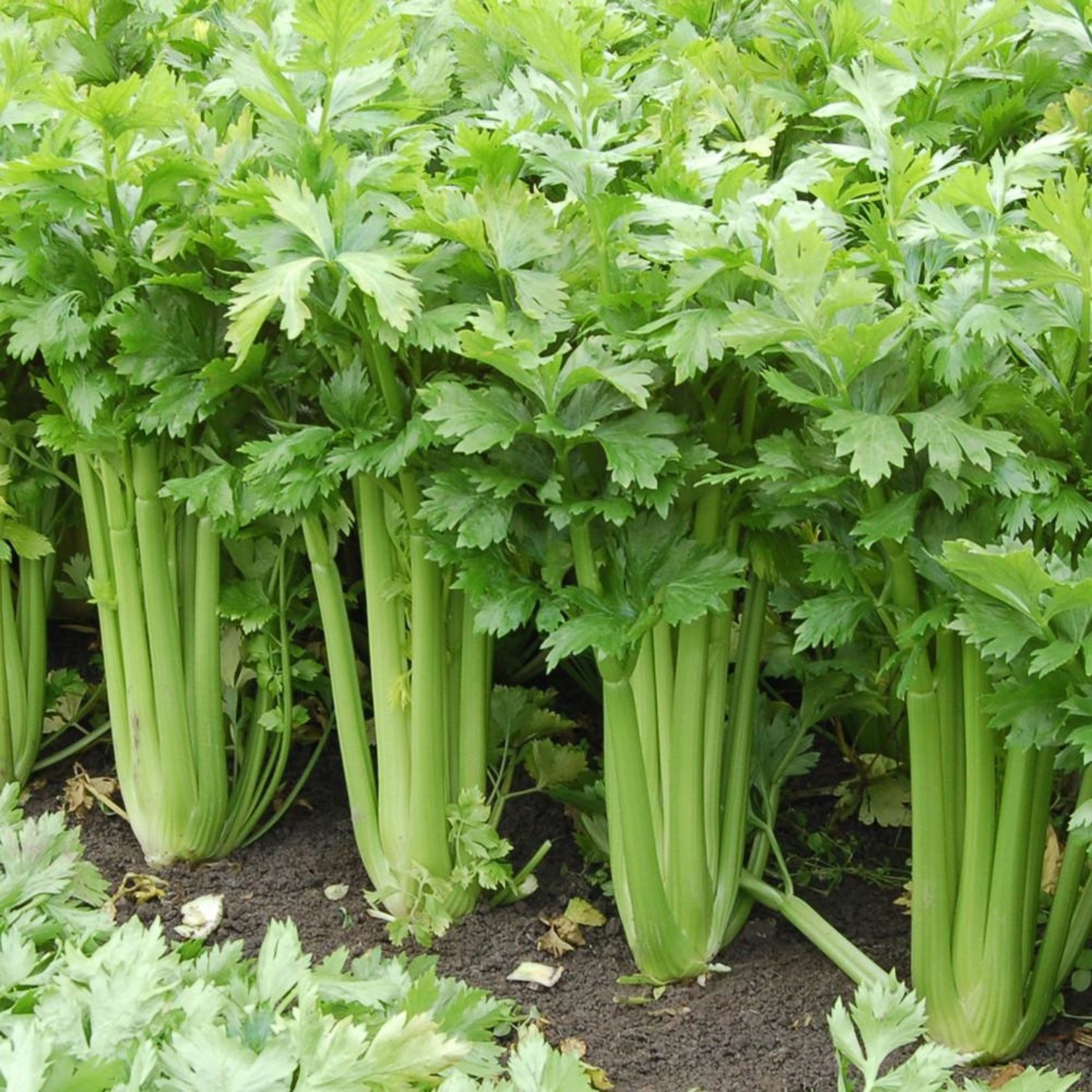 Celery - Tango