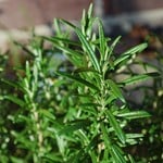 Rosemary