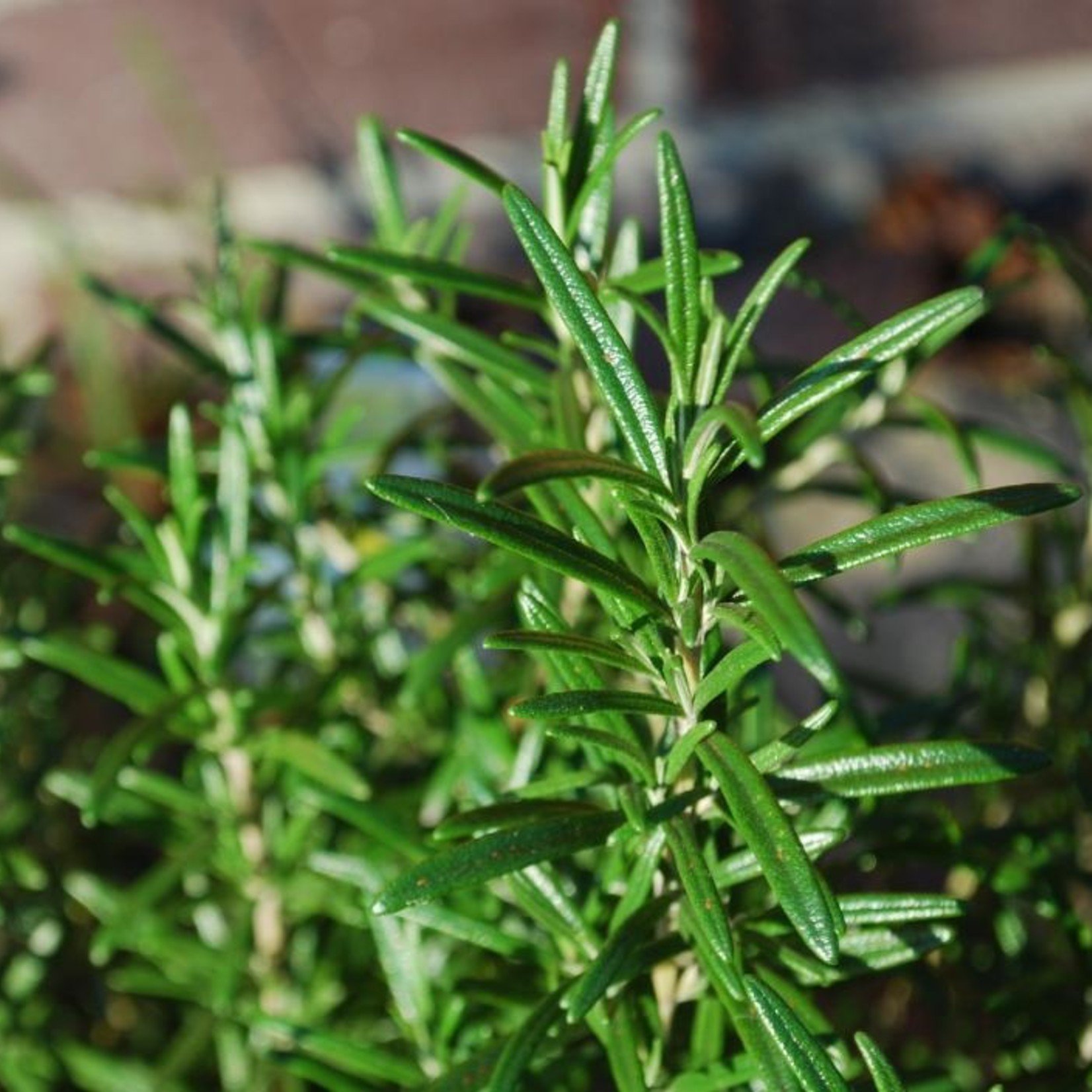 Rosemary