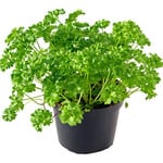 Parsley