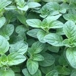 Oregano