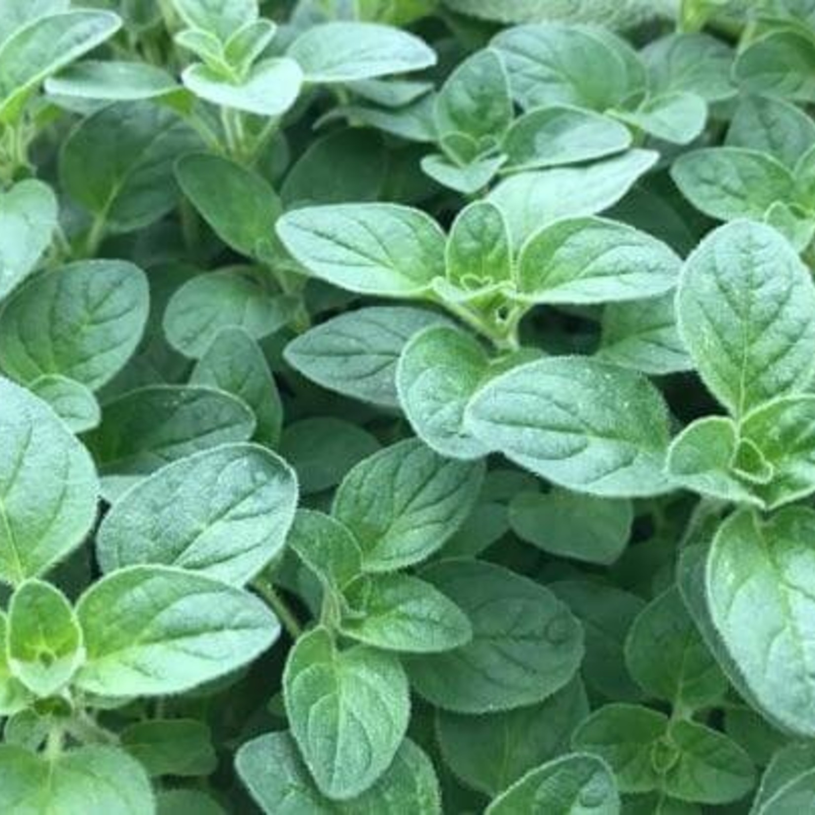 Oregano