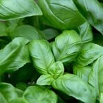 Basil