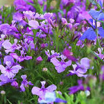 Lobelia Riviera (upright) 4"