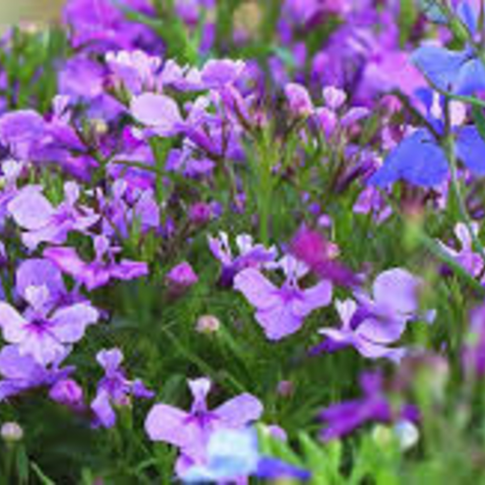 Lobelia Riviera (upright) 4"