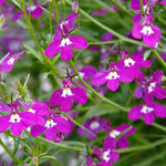 Lobelia Regatta (trailing)