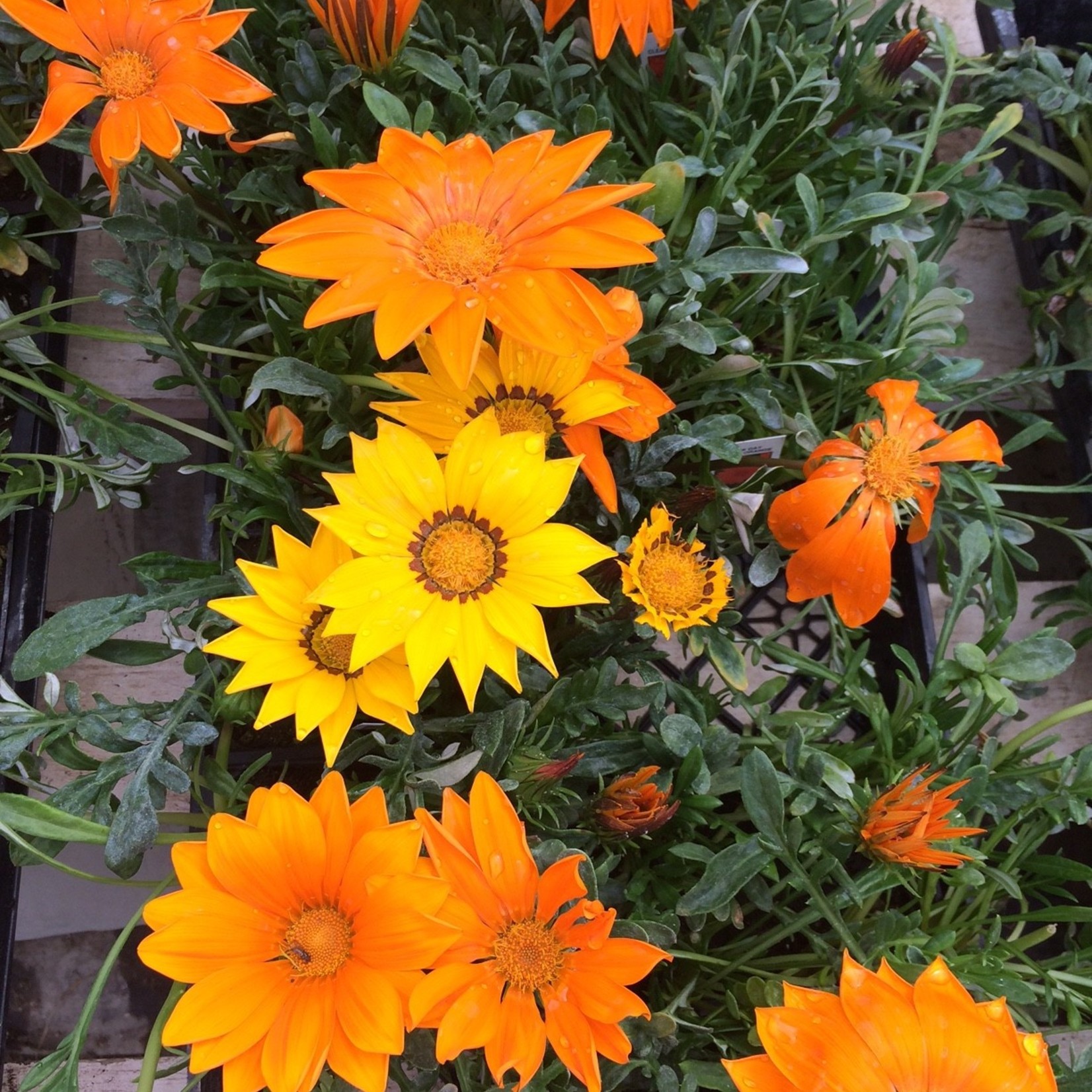 Gazania