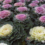 Flowering Cabbage