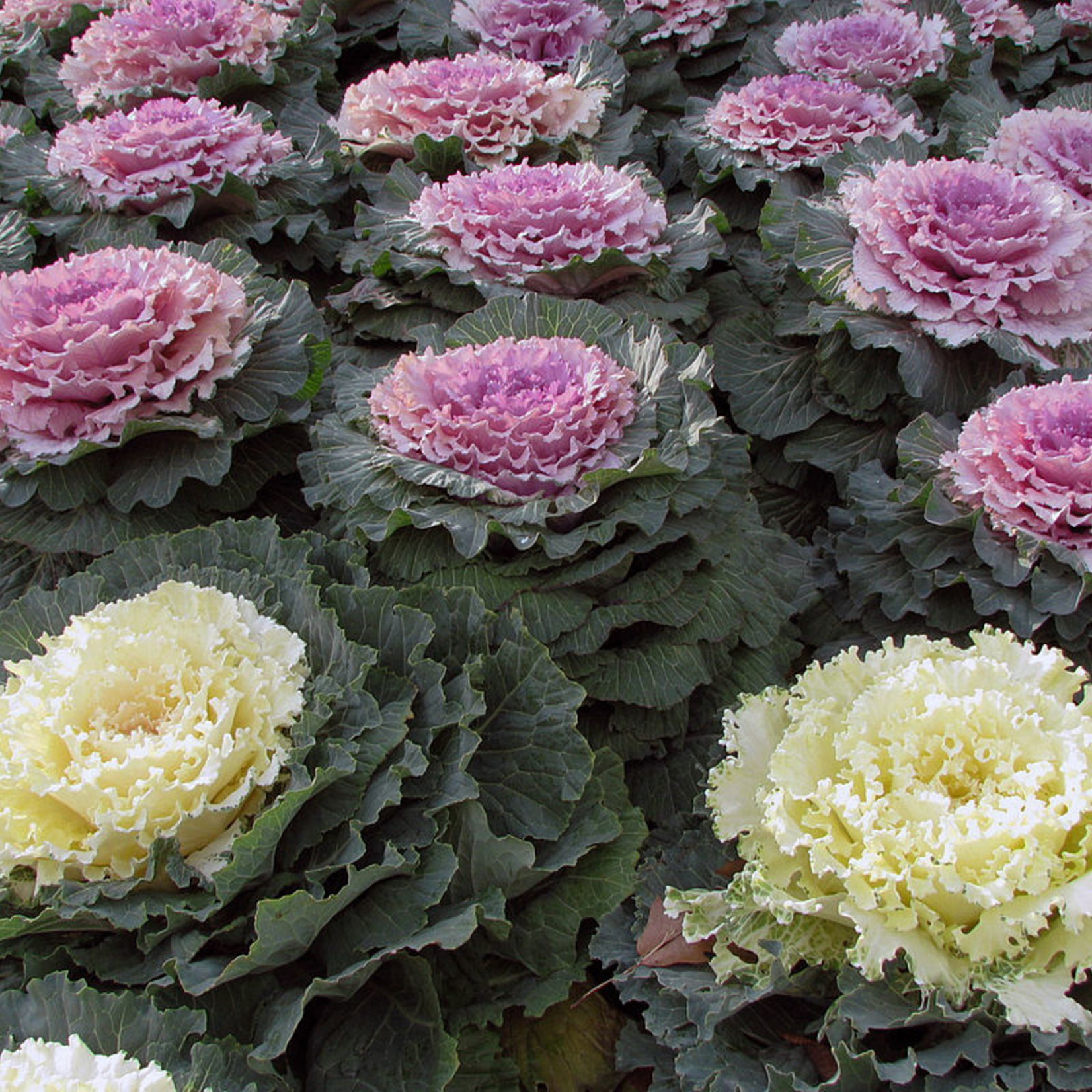 Flowering Cabbage