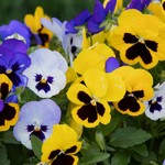 Pansy