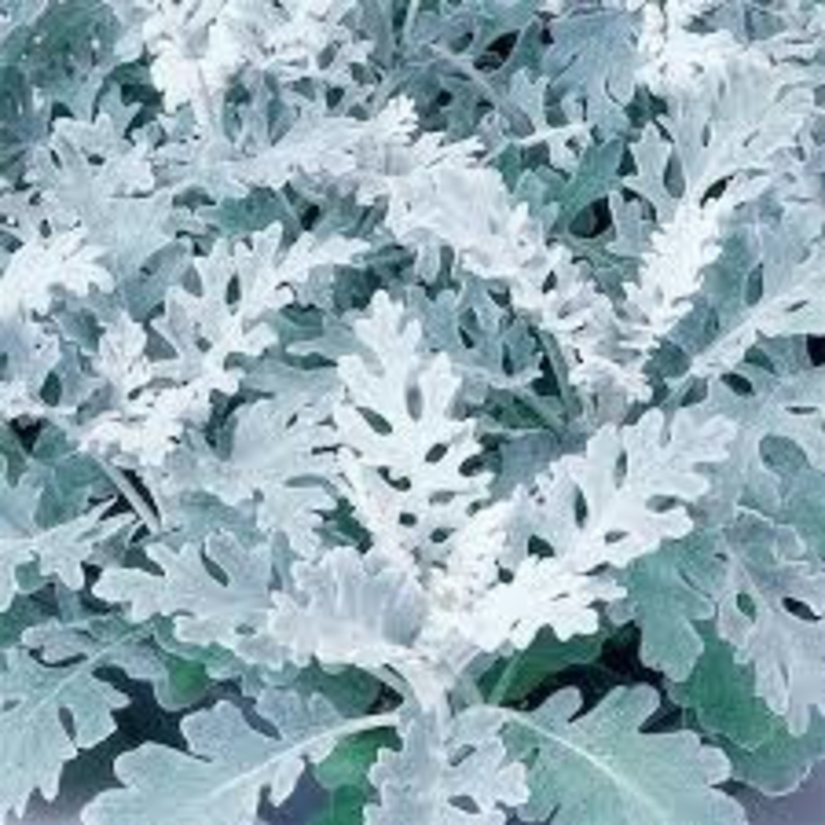 Dusty Miller