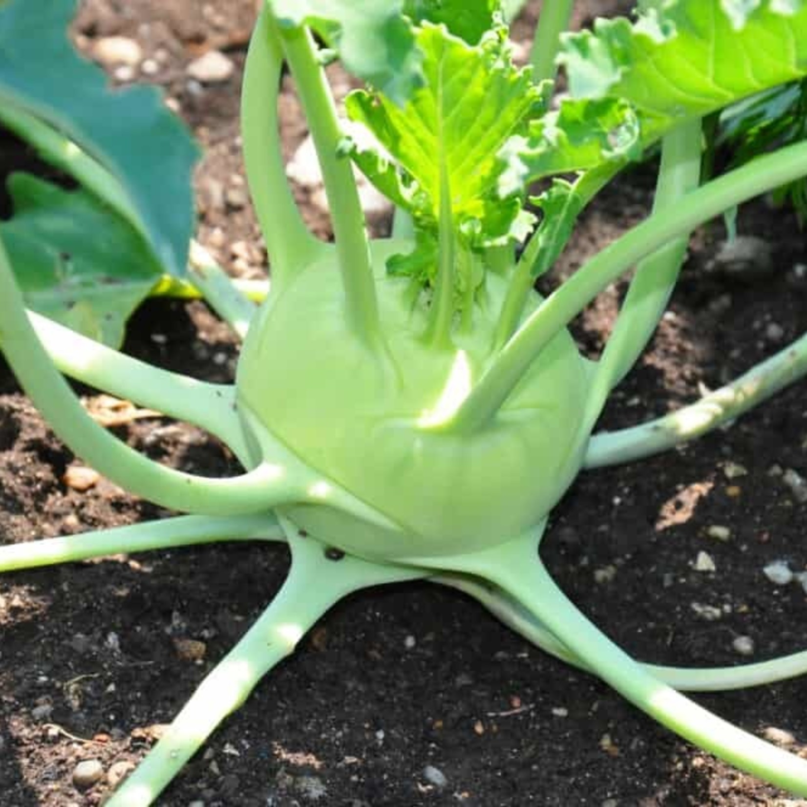 Kohlrabi