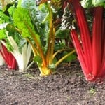 Swiss Chard