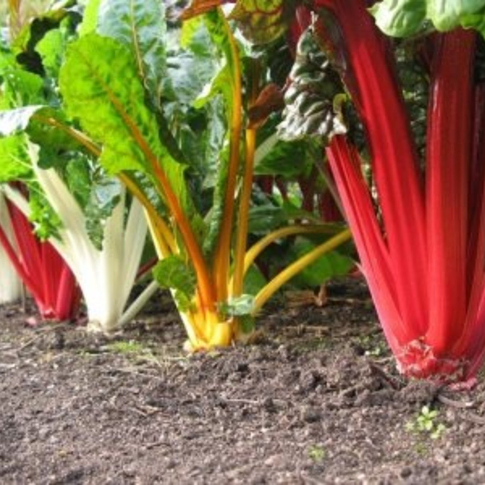 Swiss Chard
