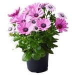 Osteospermum