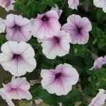Wave Petunia Single