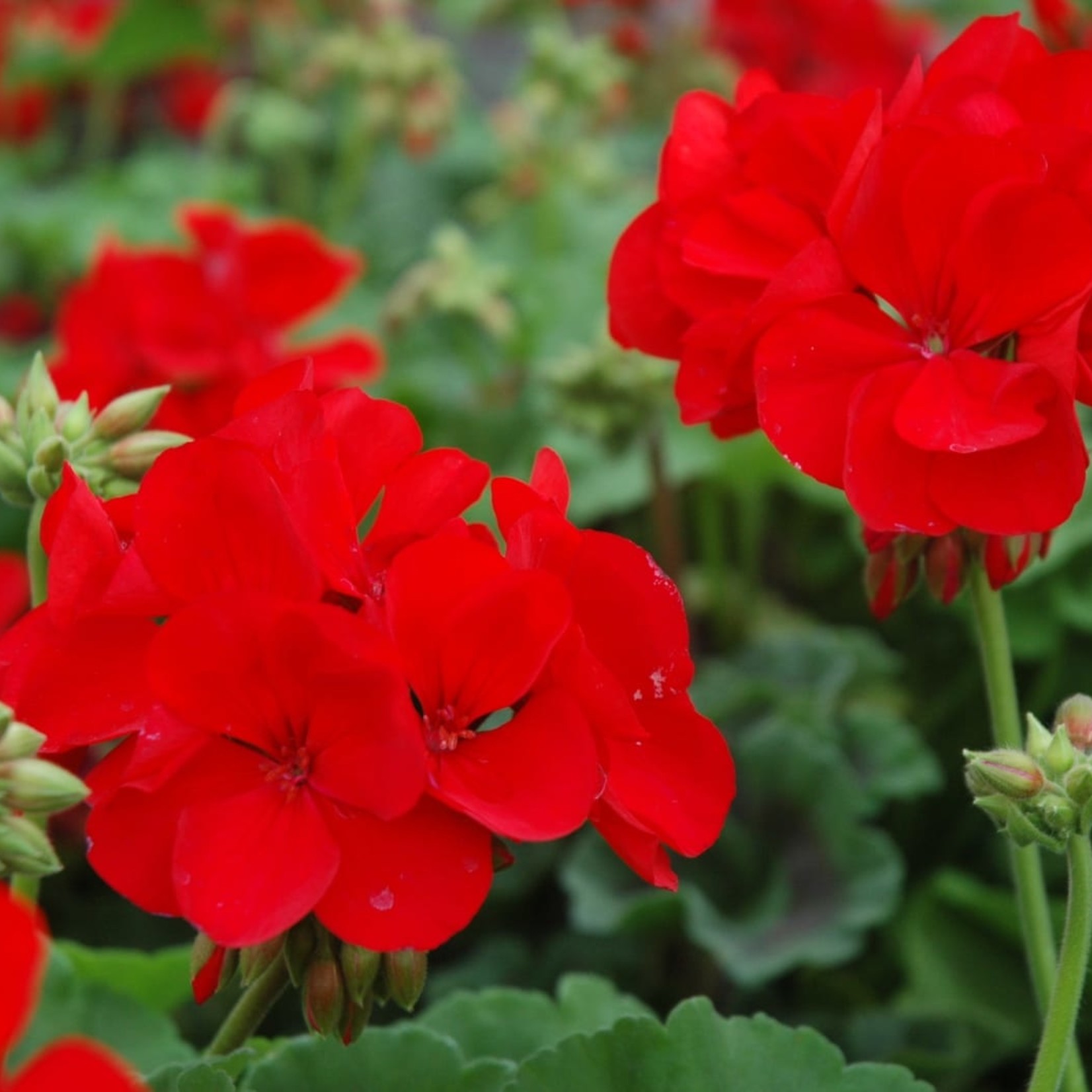 Geranium (Cuttings)