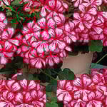 Geranium Ivy