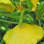 Squash - Sunburst (Patty Pan)