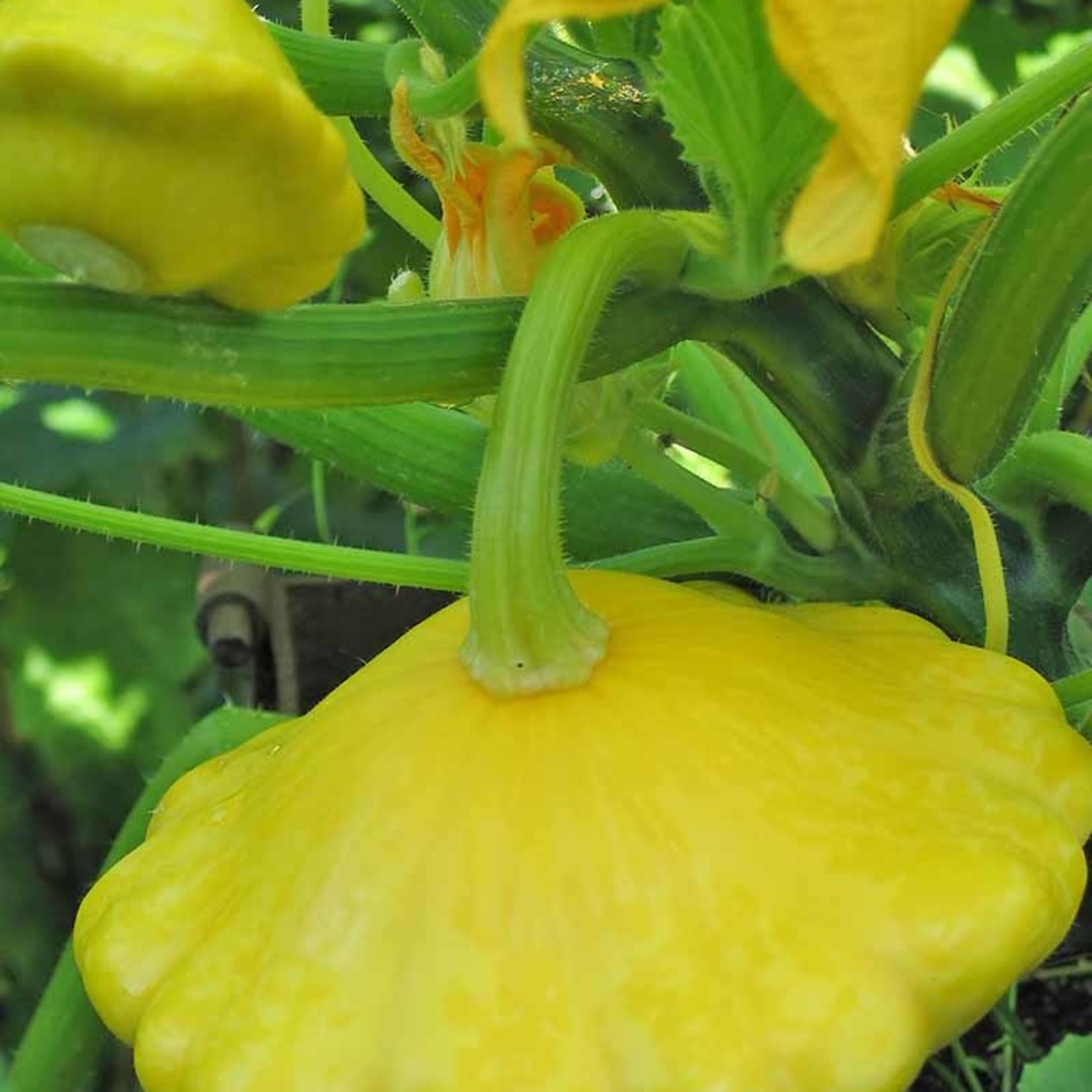 Squash - Sunburst (Patty Pan)