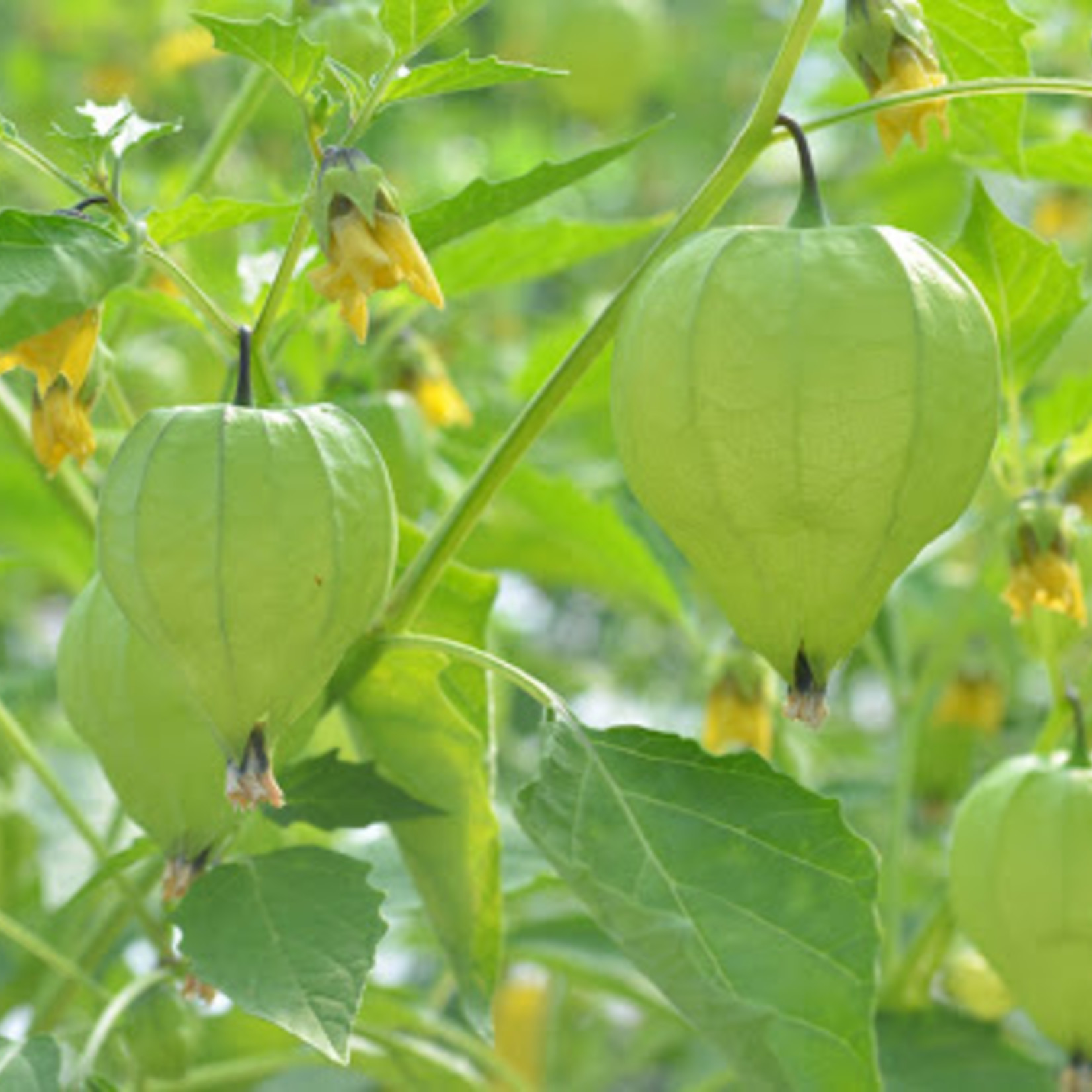 Tomatillo -Toma Verde