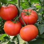 Tomato Vine (Indeterminate)