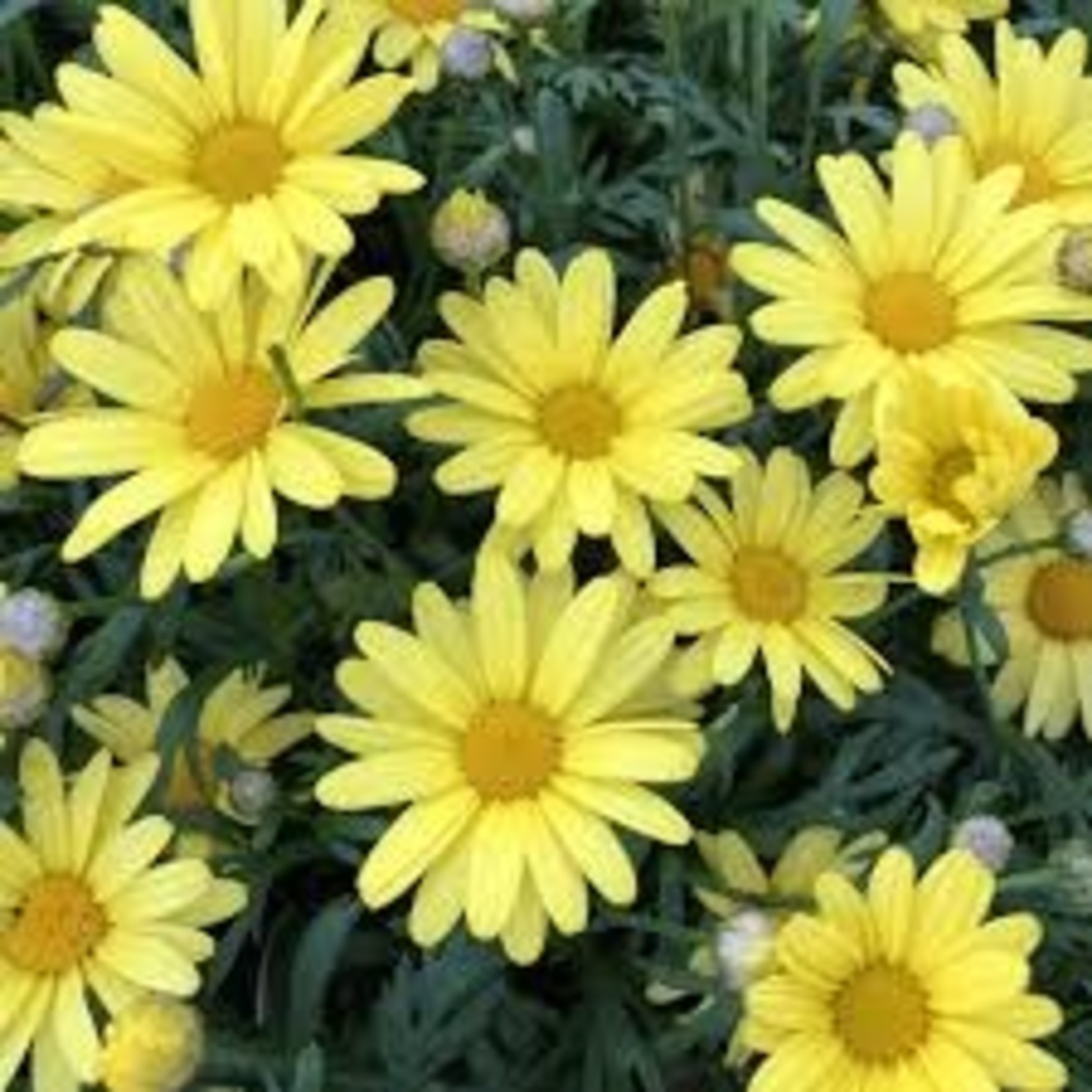 Argyranthemum