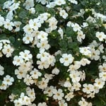 Bacopa