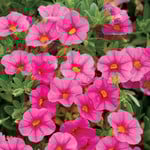 Calibrachoa