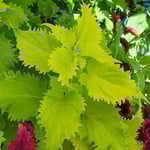 Coleus