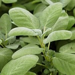 Sage