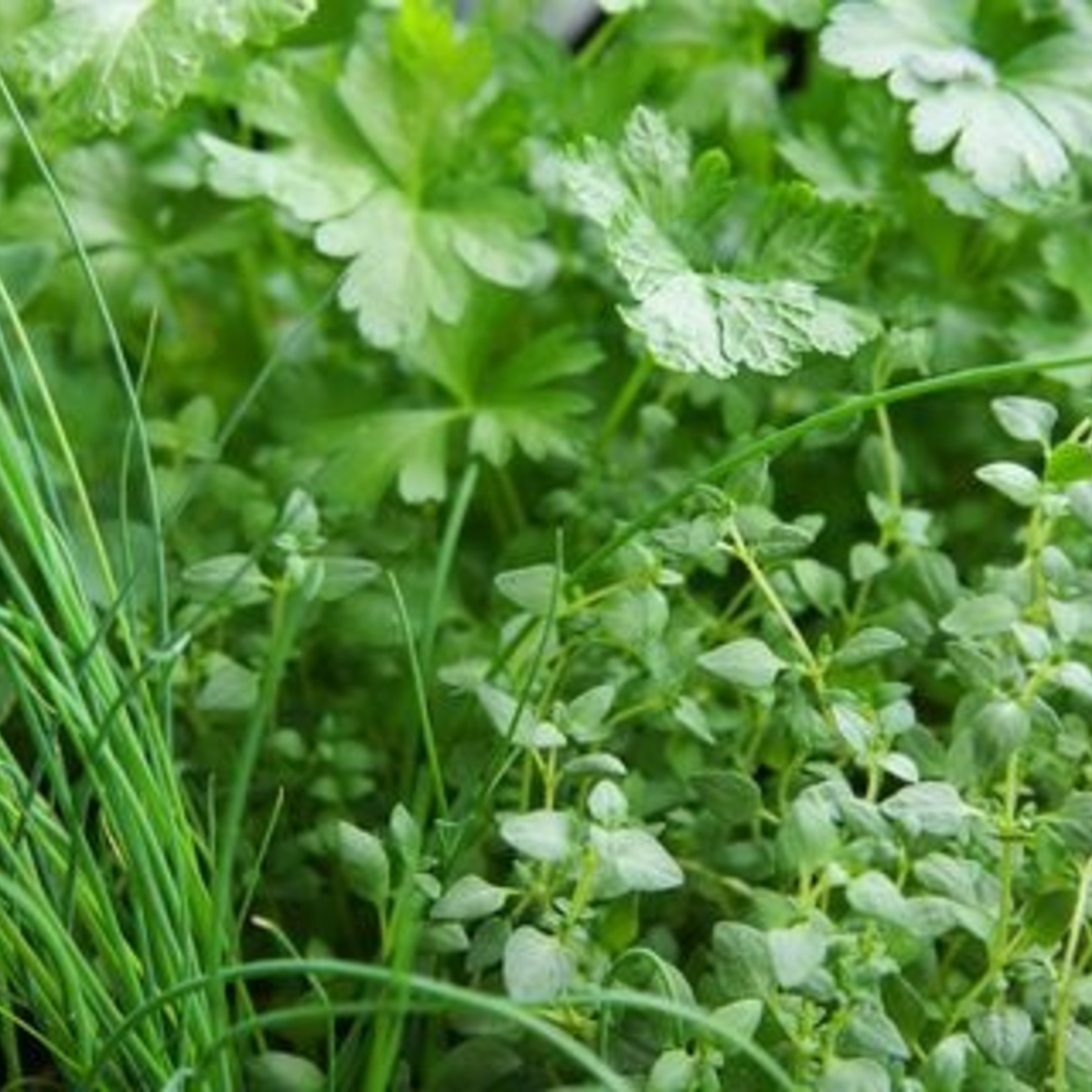 Large Herb Variety 6 Pack