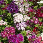Phlox