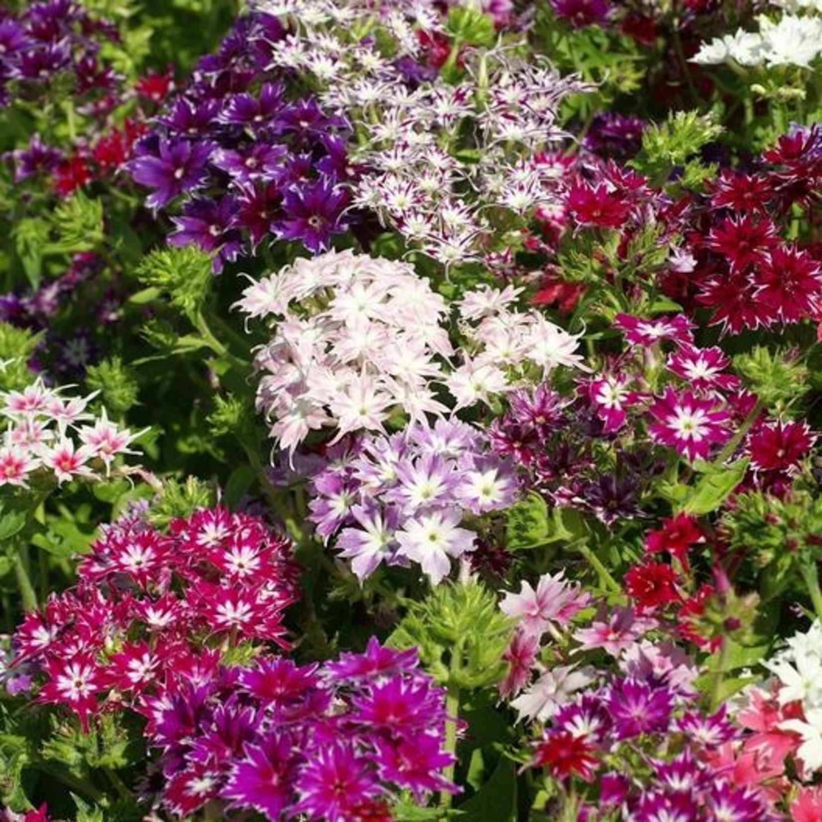 Phlox