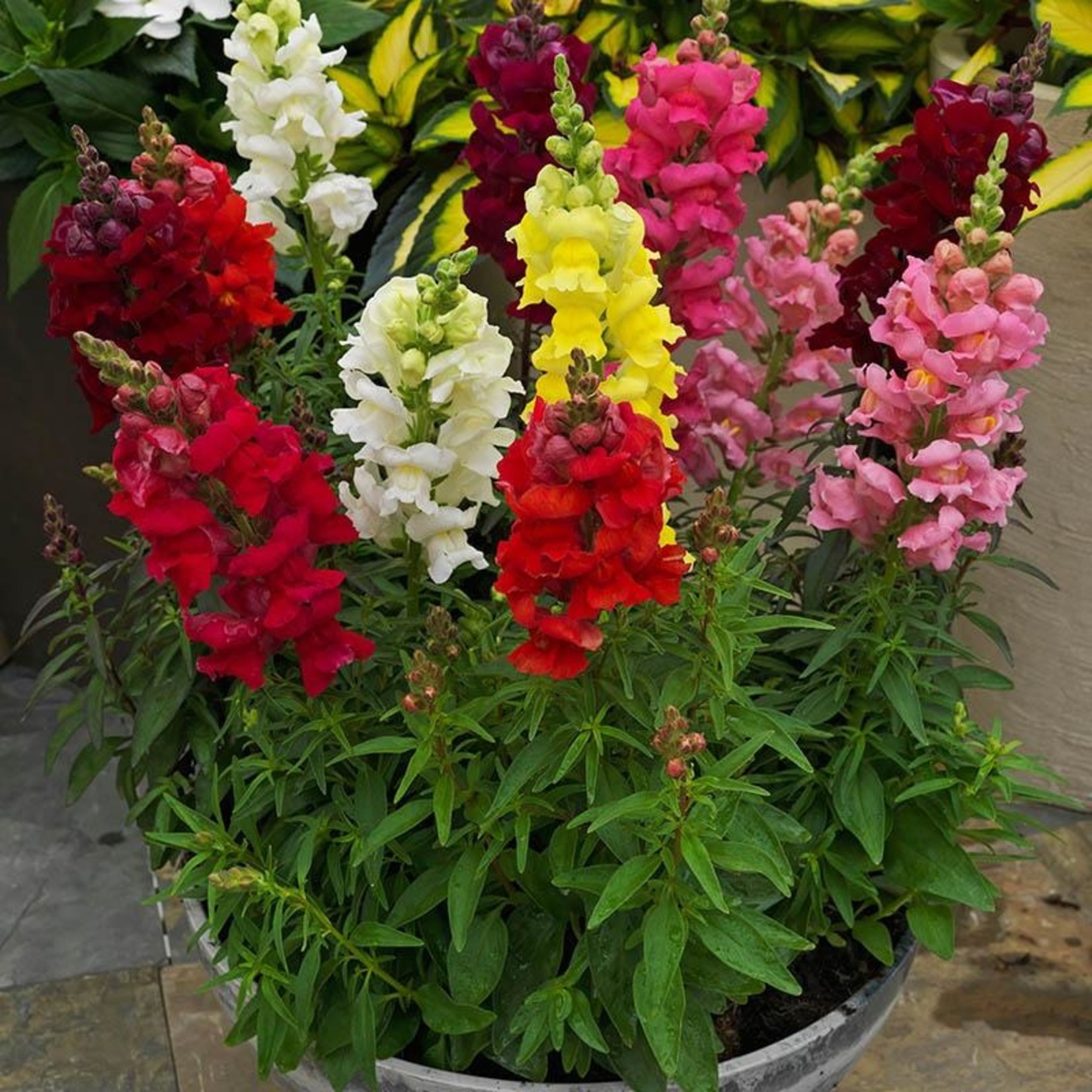 Snapdragon