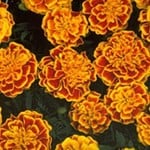 Marigold (French)