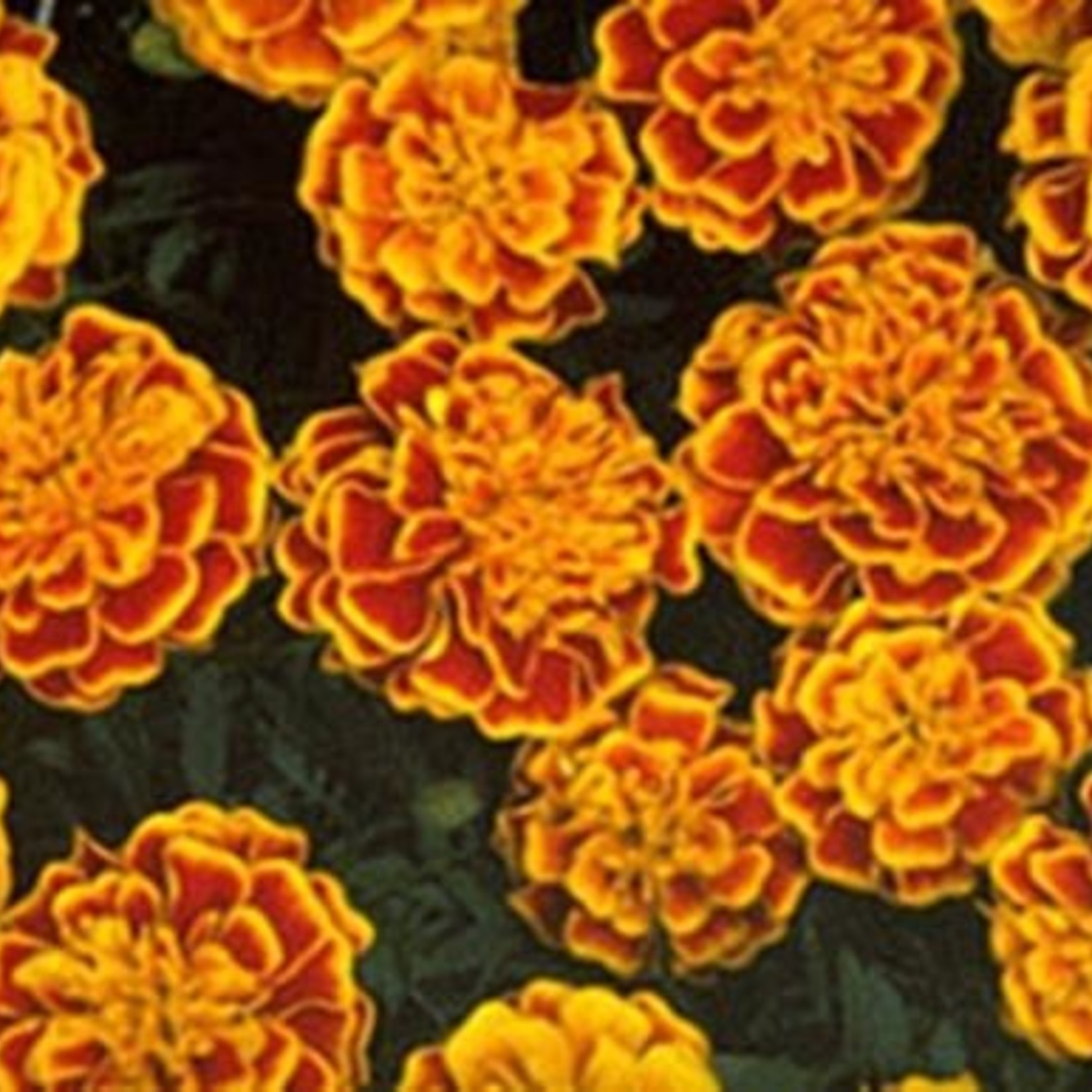 Marigold (French)