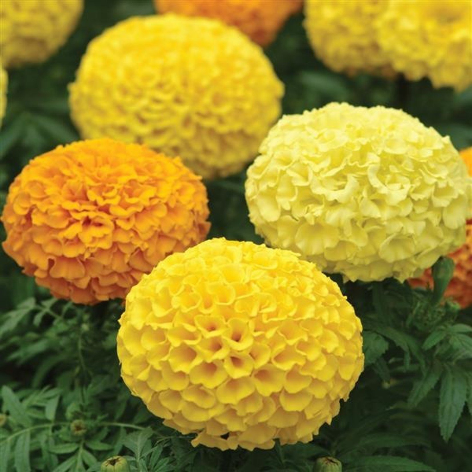 Marigold (African)