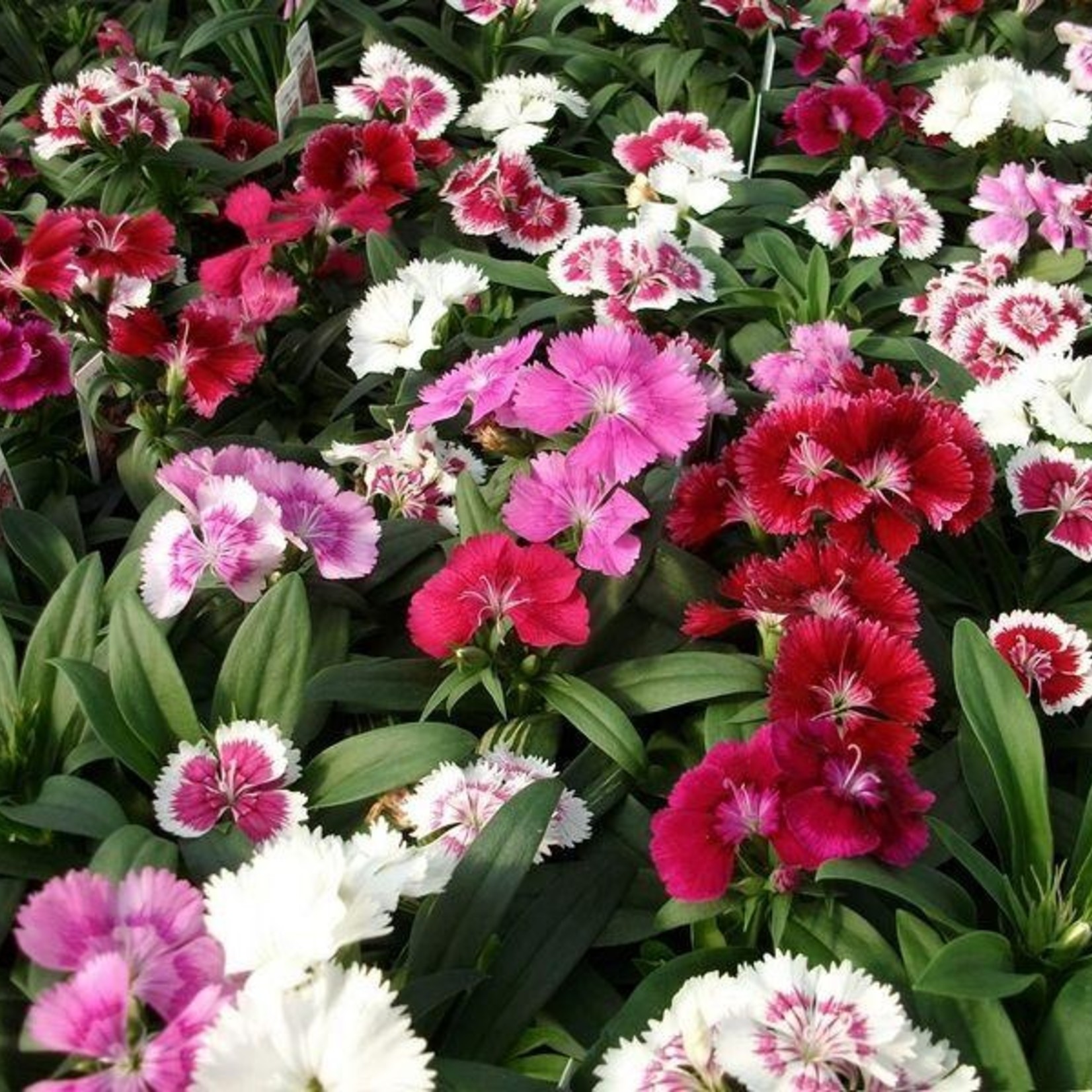 Dianthus