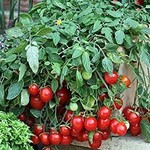 12" Hanging Basket Cherry Blast Tomato
