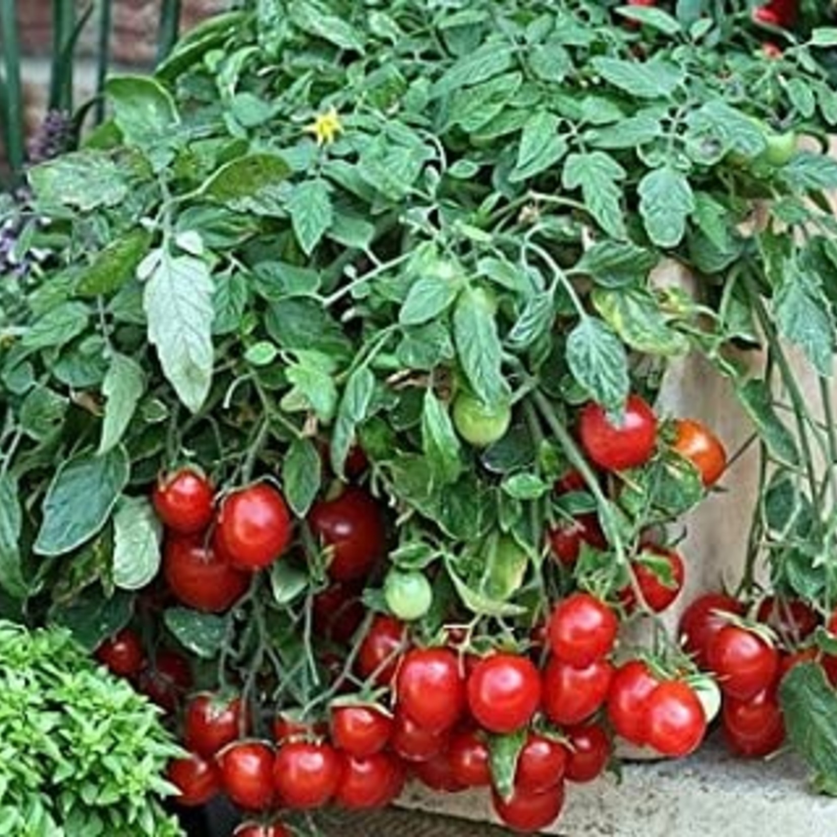 12" Hanging Basket Cherry Blast Tomato