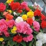 Begonia