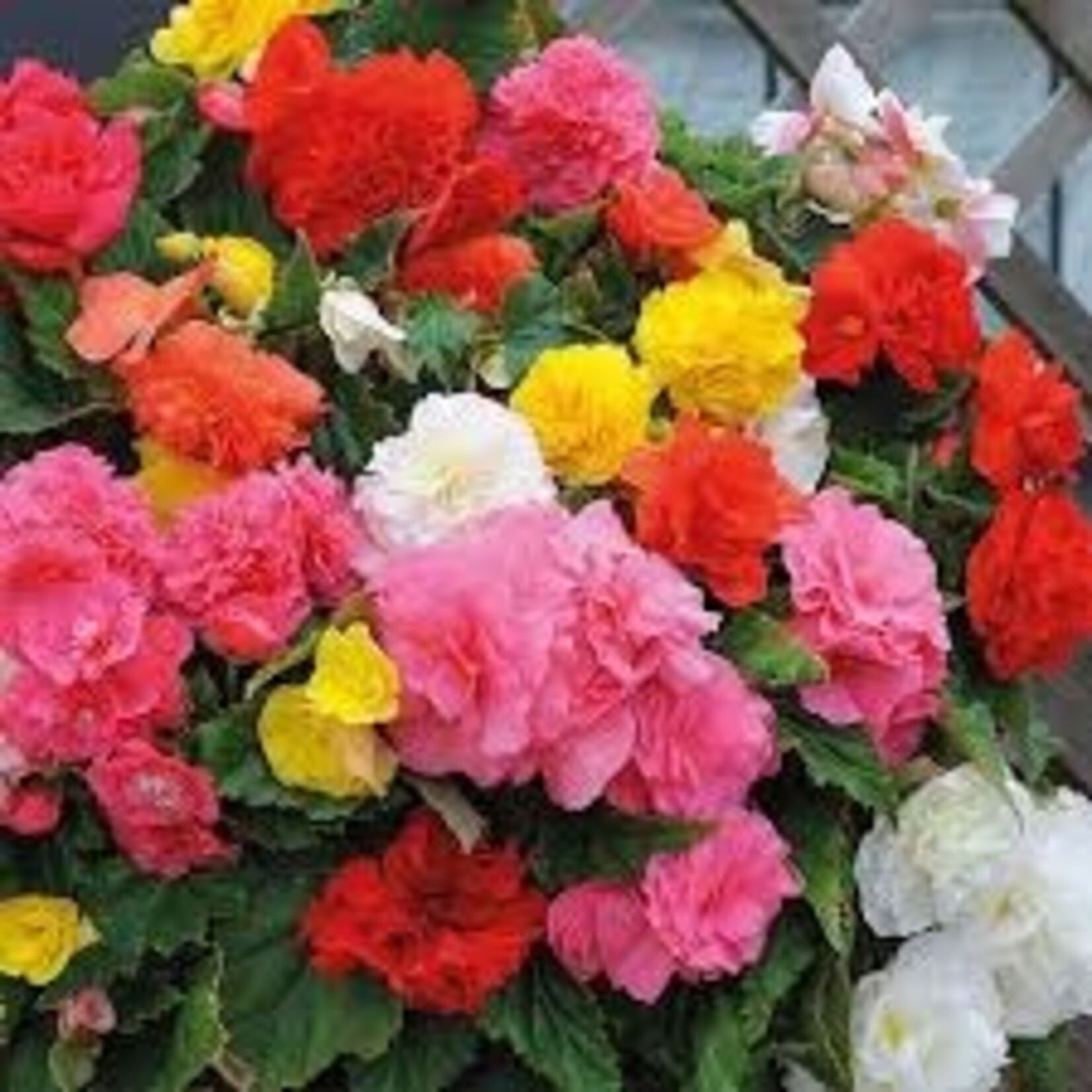 Begonia